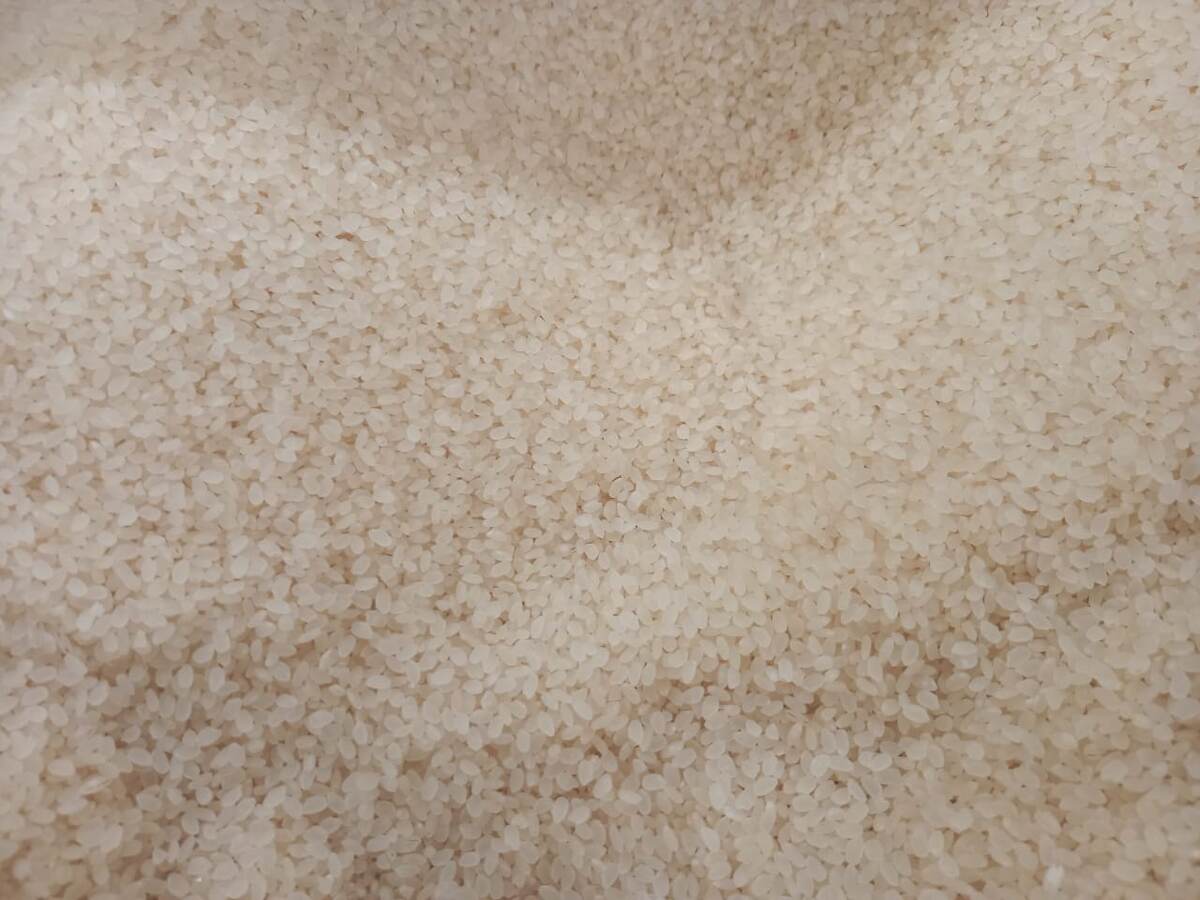 Круглозерный рис