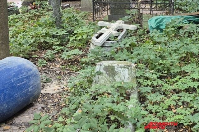    Фото: spb.aif.ru/ Виктория Залепухина