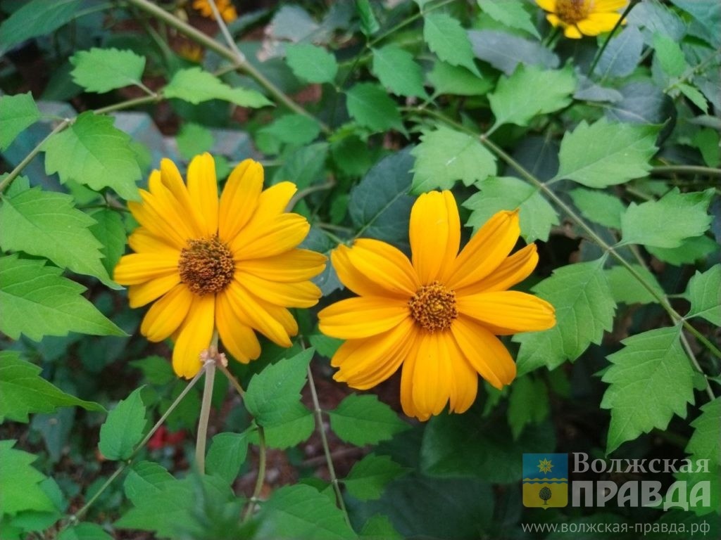     День Луков отмечаем – на суженых гадаем: традиции 20 сентября
