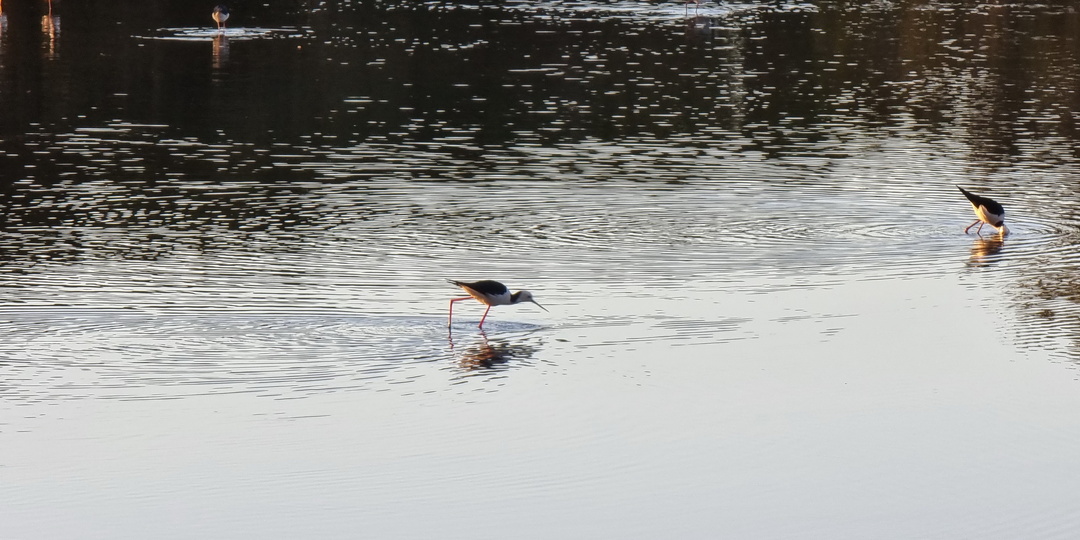 Закат на наших болотах.
