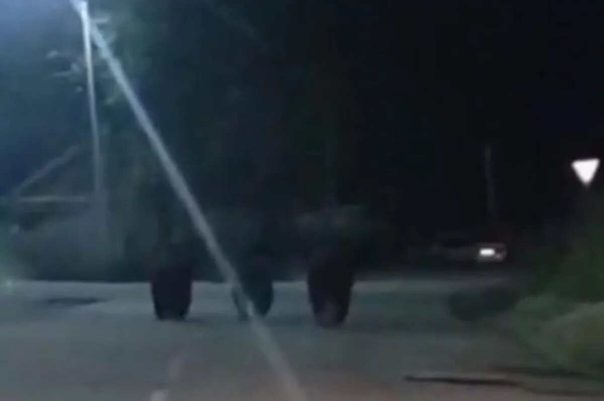    В Хабаровском крае в центре города заметили медведей на вечернем променаде