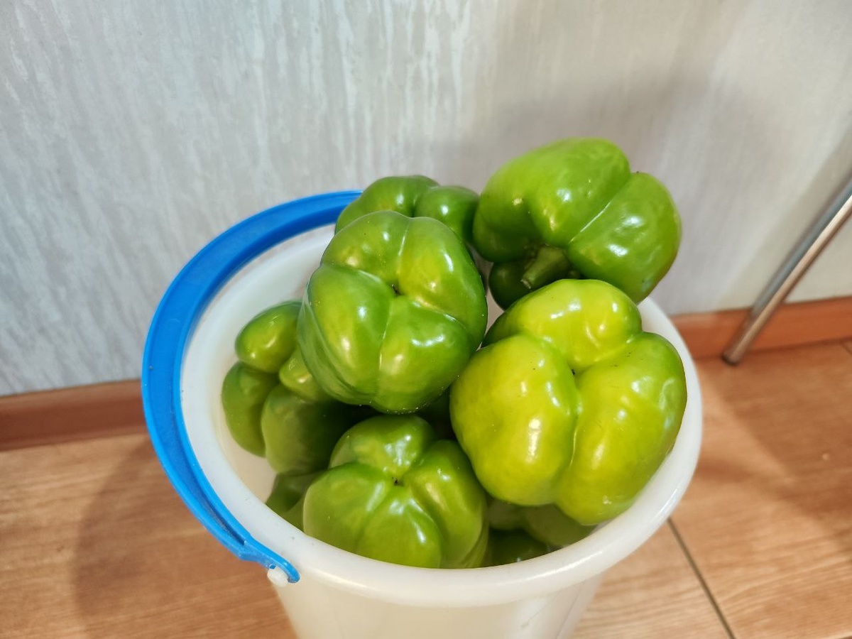    Как наши соседи перец хранят: в октябре как с грядки свежий, не вянет — без хитростей, но есть 2 нюанса