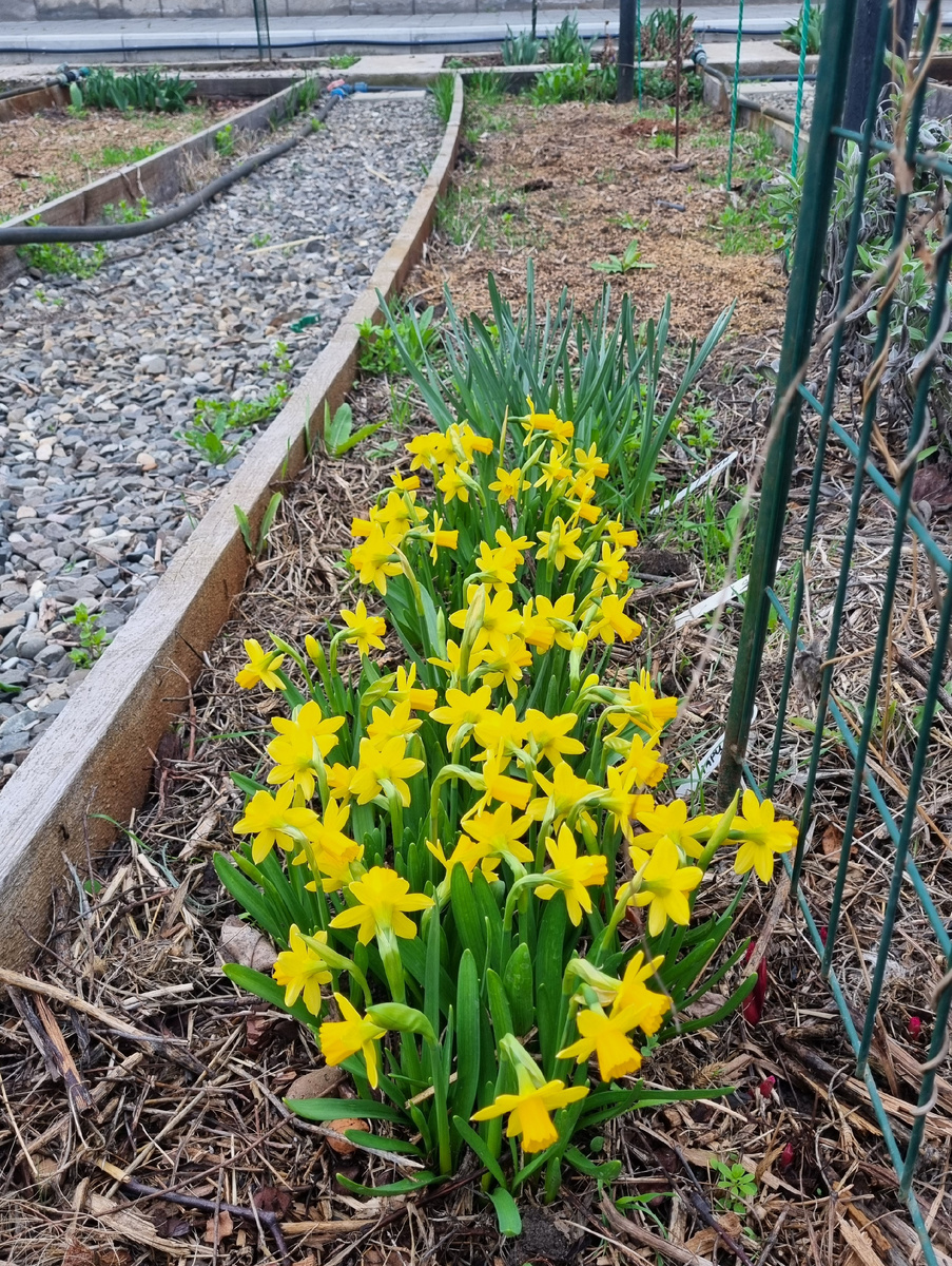 Фото: Зеленая леди, сад, семья и томатный сок