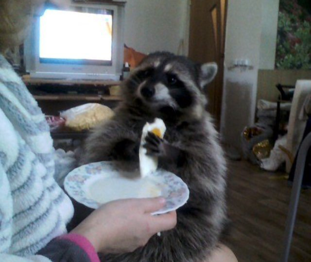 Наши любимые еноты