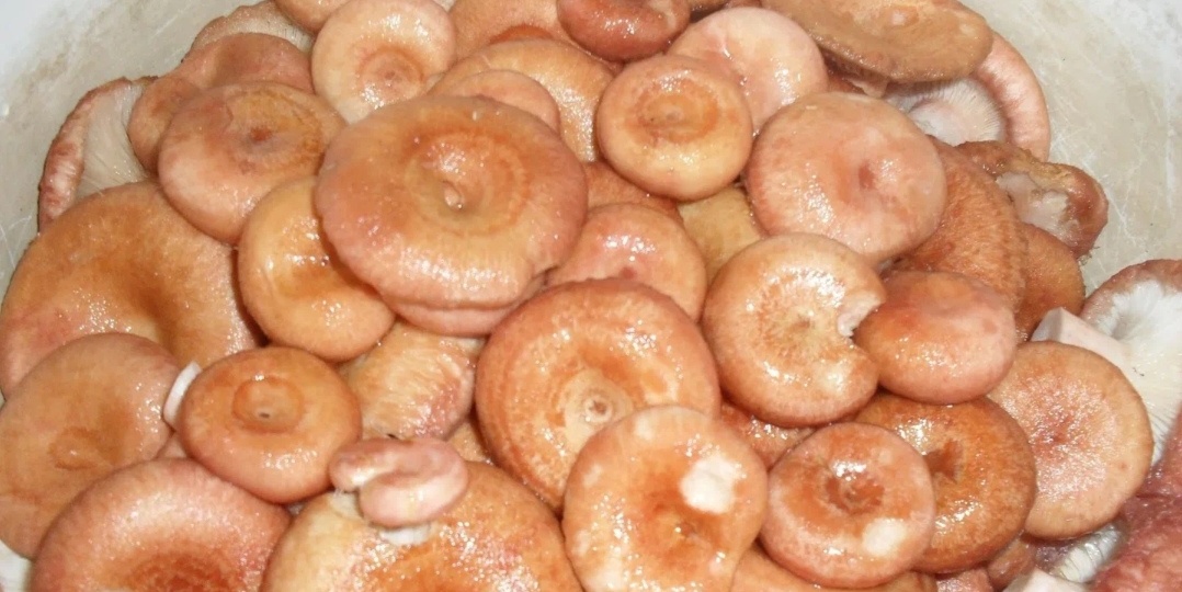 🍄 Вкуснейшие солёные волнушки по бабушкиному рецепту!