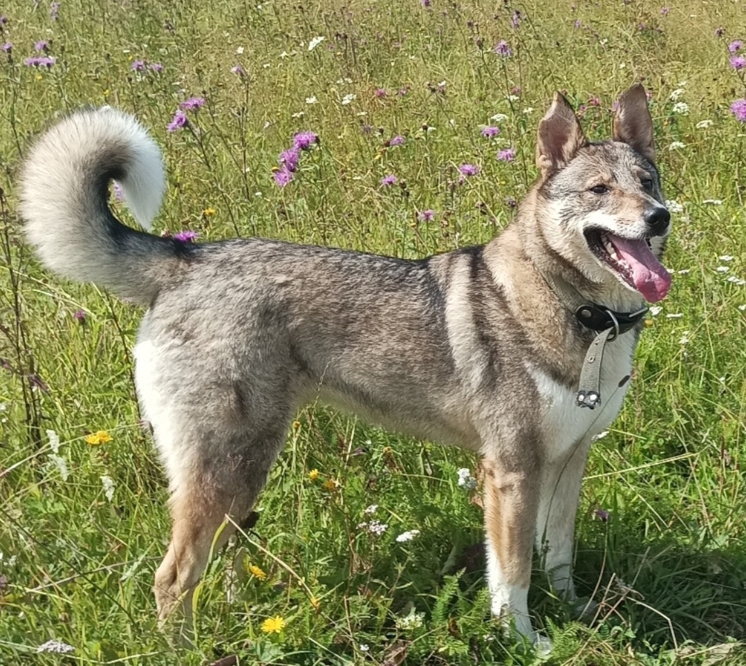 Красавица Зайка