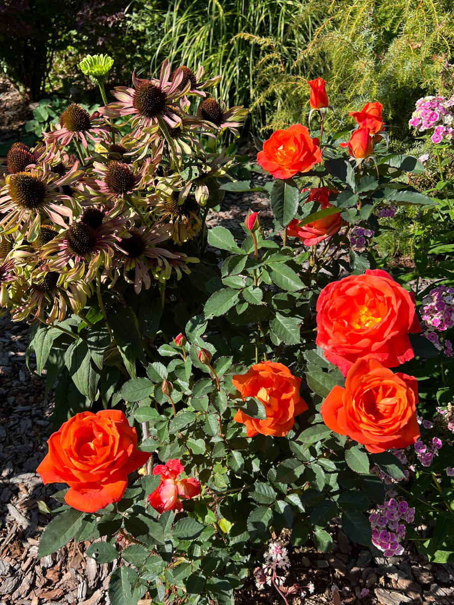 Супер трупер 22 сентября