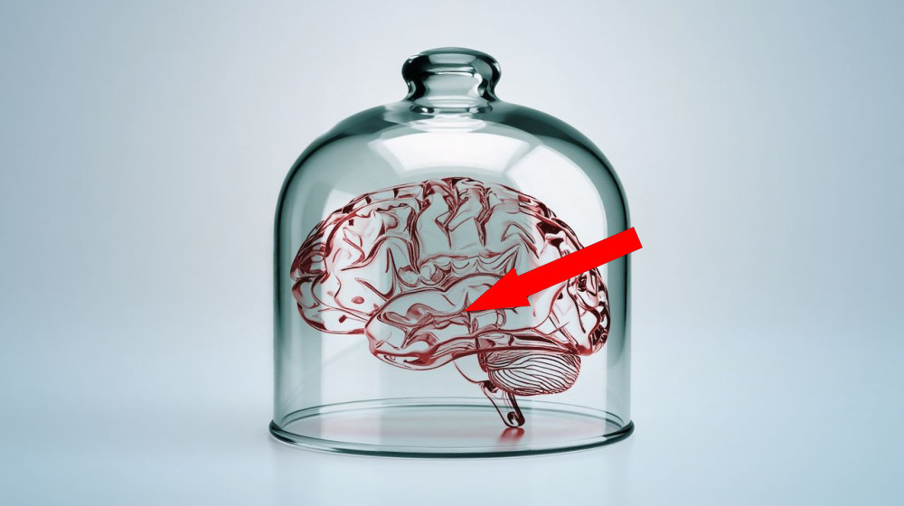    Маленькие «мозги» в лаборатории могут стать сознательными и испытывать боль — и мы к этому не готовы