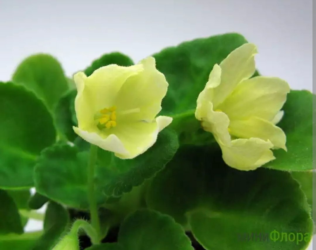 На снимке Senk’s Alchemy Morning Star (фото интернет). Жёлтая? Зеленая? Но она точно не будет настолько насыщенного оттенка