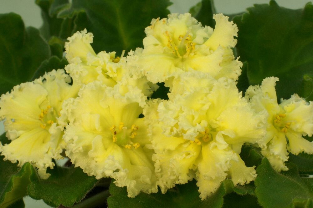 Фото из сети. Именно этот цвет ищут те, кто спрашивает у коллекционеров жёлтые сорта. Но ТАКИХ нет!