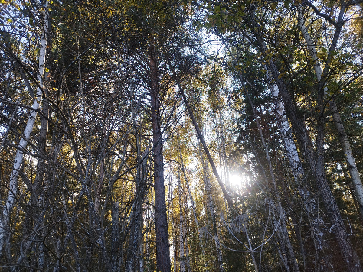Наш дачный лесок прямо за забором. Фото из личного архива автора