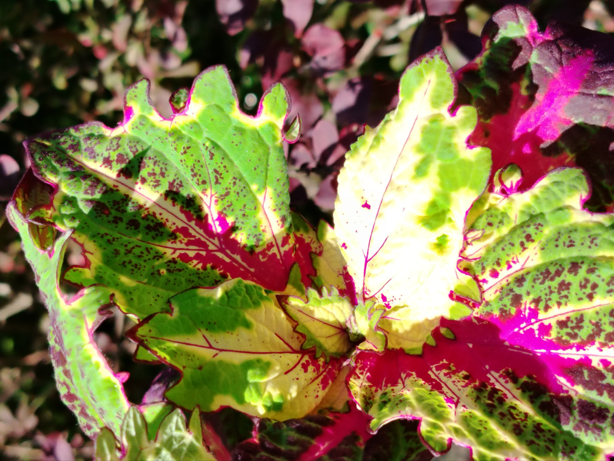 Колеус BY - Промис в тёплых лучах утреннего солнца