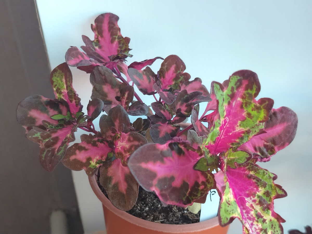 Зимующий колеус BY - Промис