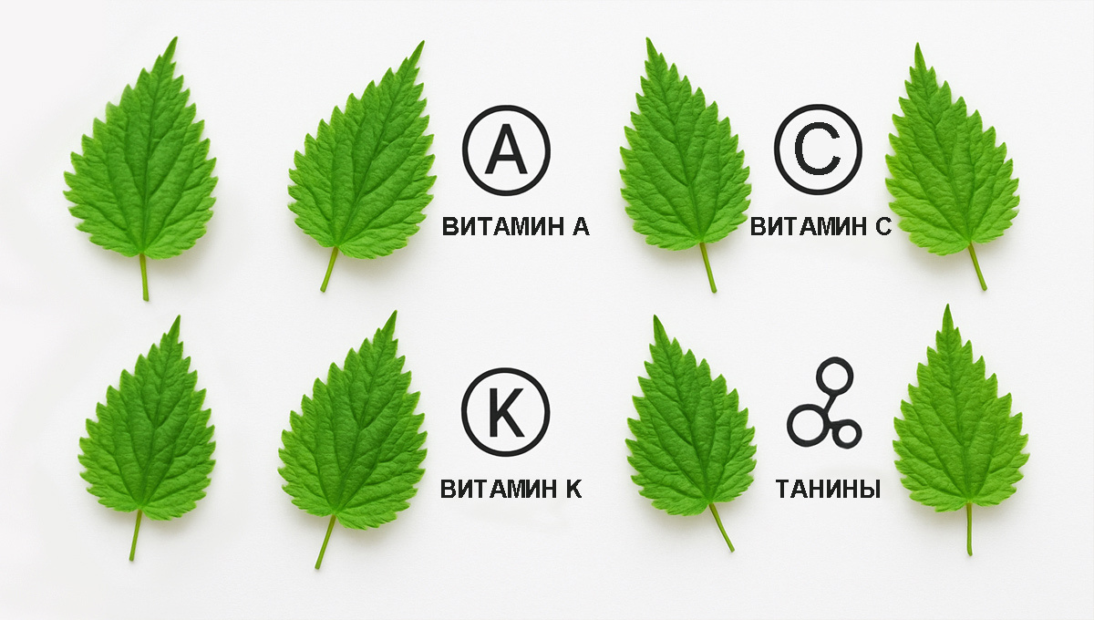 Ярко-зелёные листья крапивы с иконками витаминов на белом фоне.