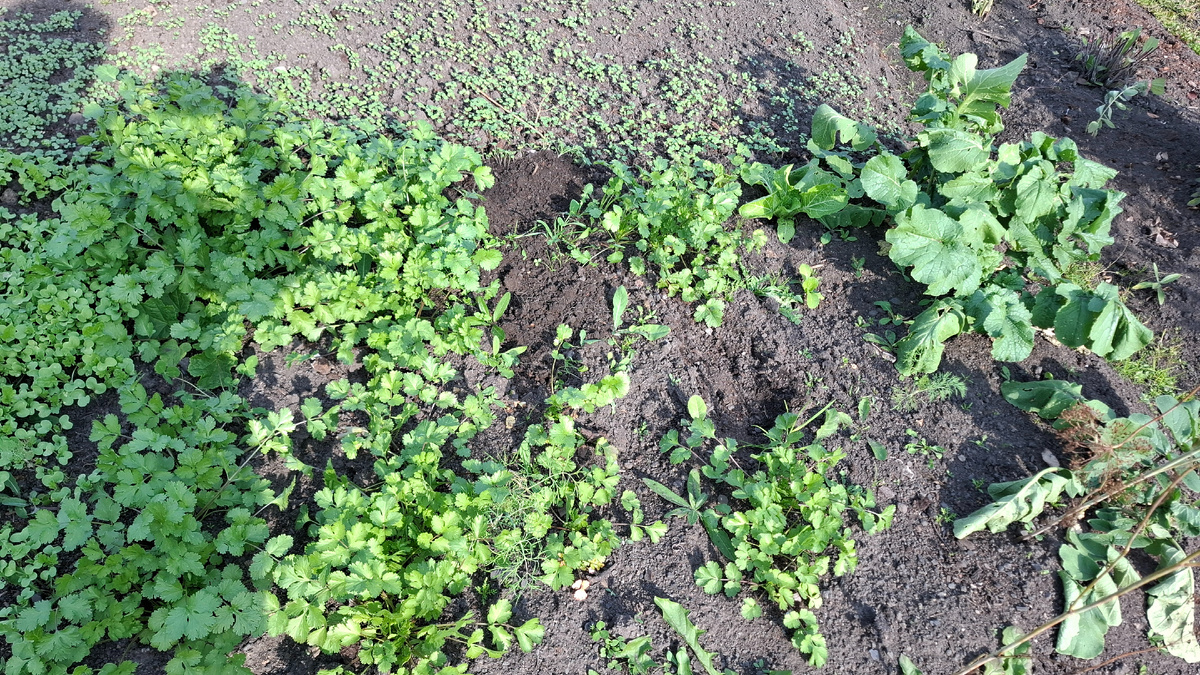 Но ее оказалось больше, чем я думала. Еще на грядке осталось много. Рядом с кинзой еще редька зимняя растет.