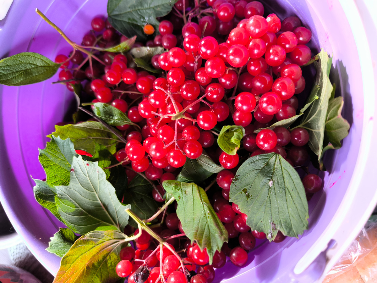 Собранная ягода