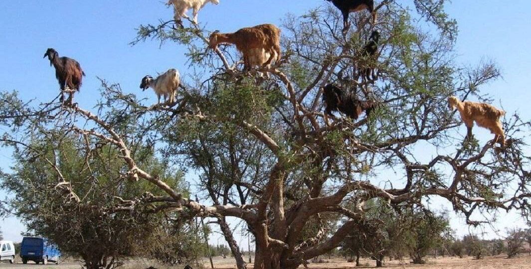 В Марокко козы пасутся… на деревьях