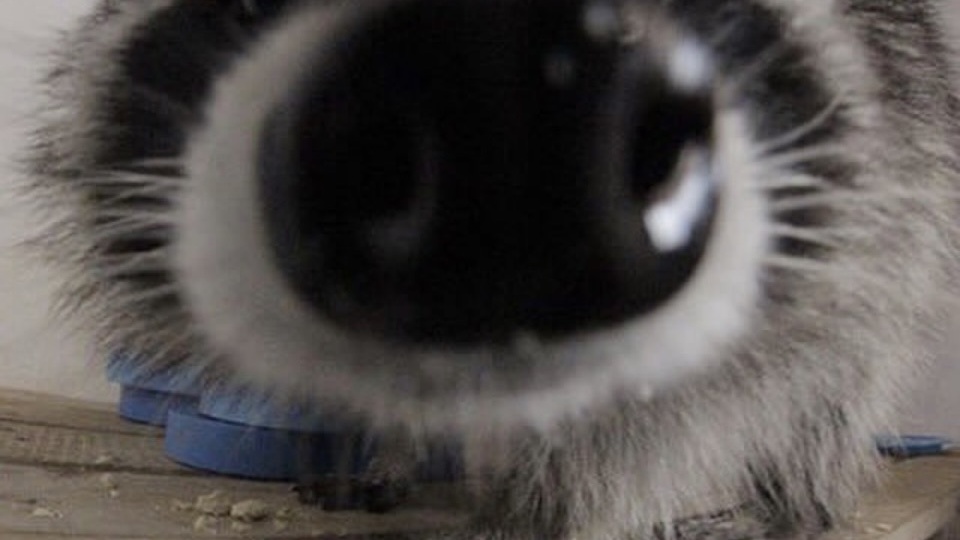 Носики - это что-то!