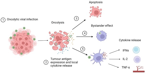 Механизм двойного действия онколитических вирусов
