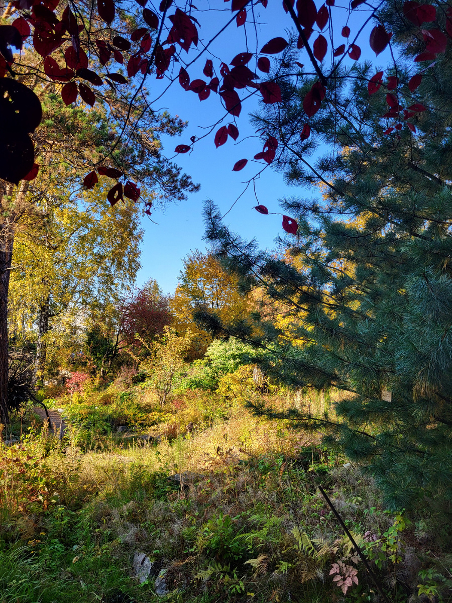 Ботсад СО РАН