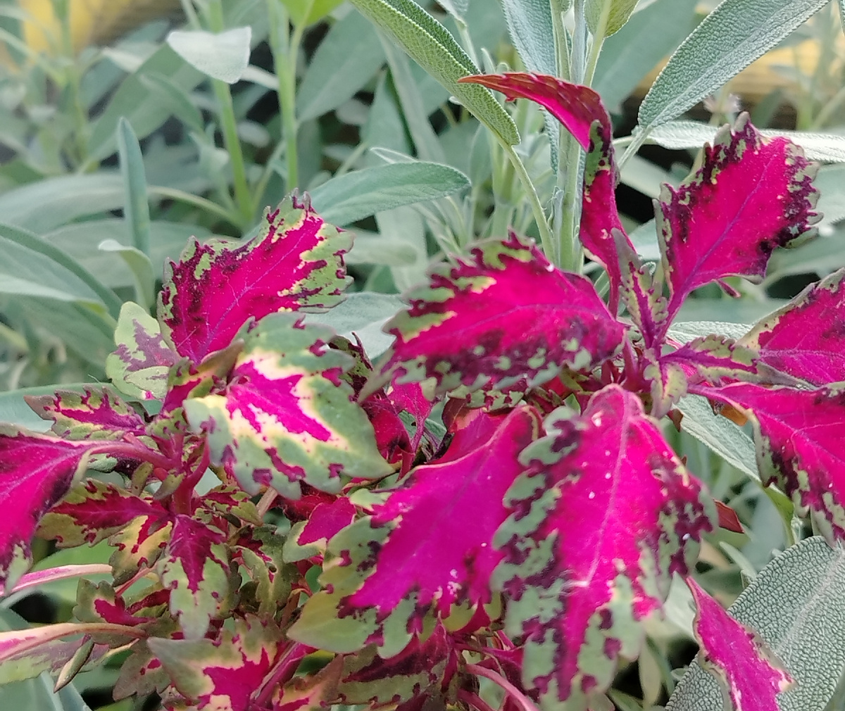 Геометричность и нежность колеуса  BY -  Икат