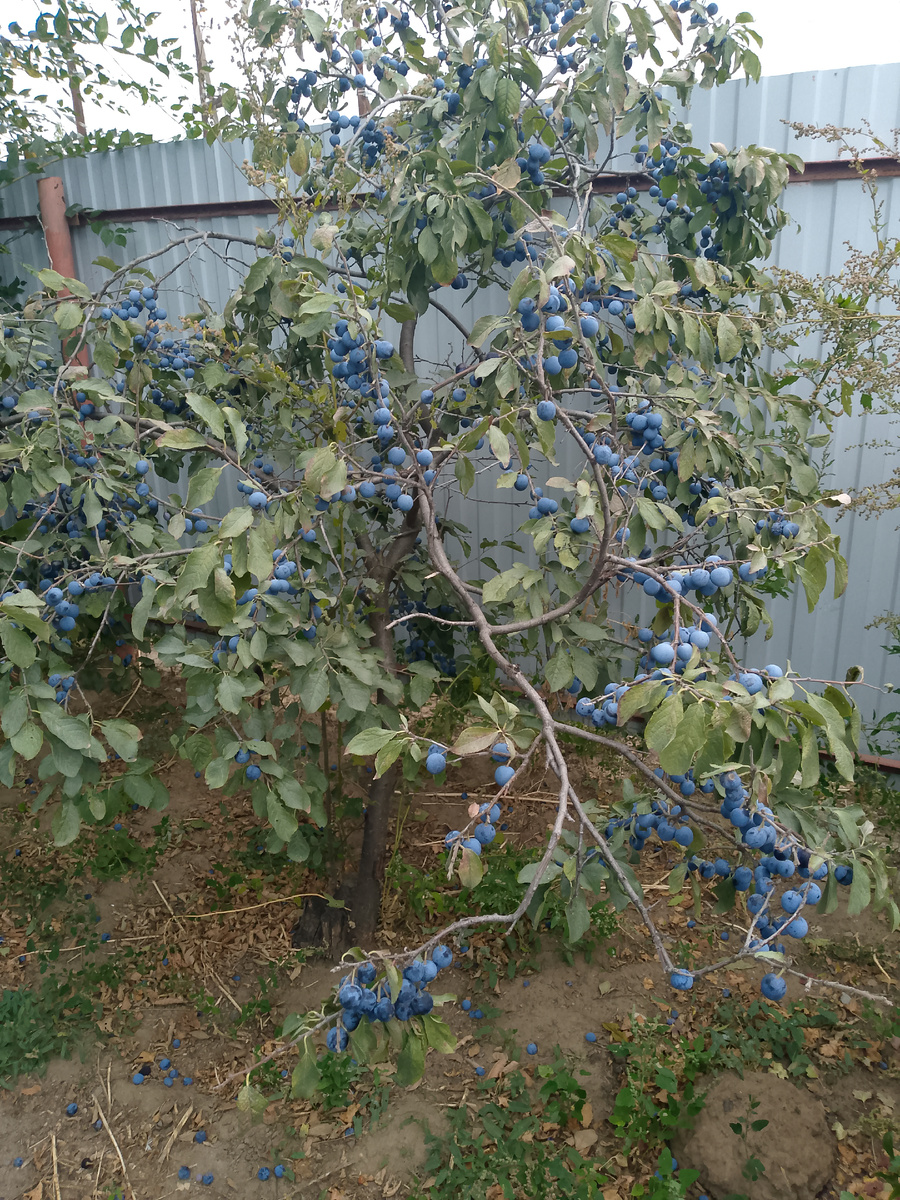 Вот и тернослив поспел