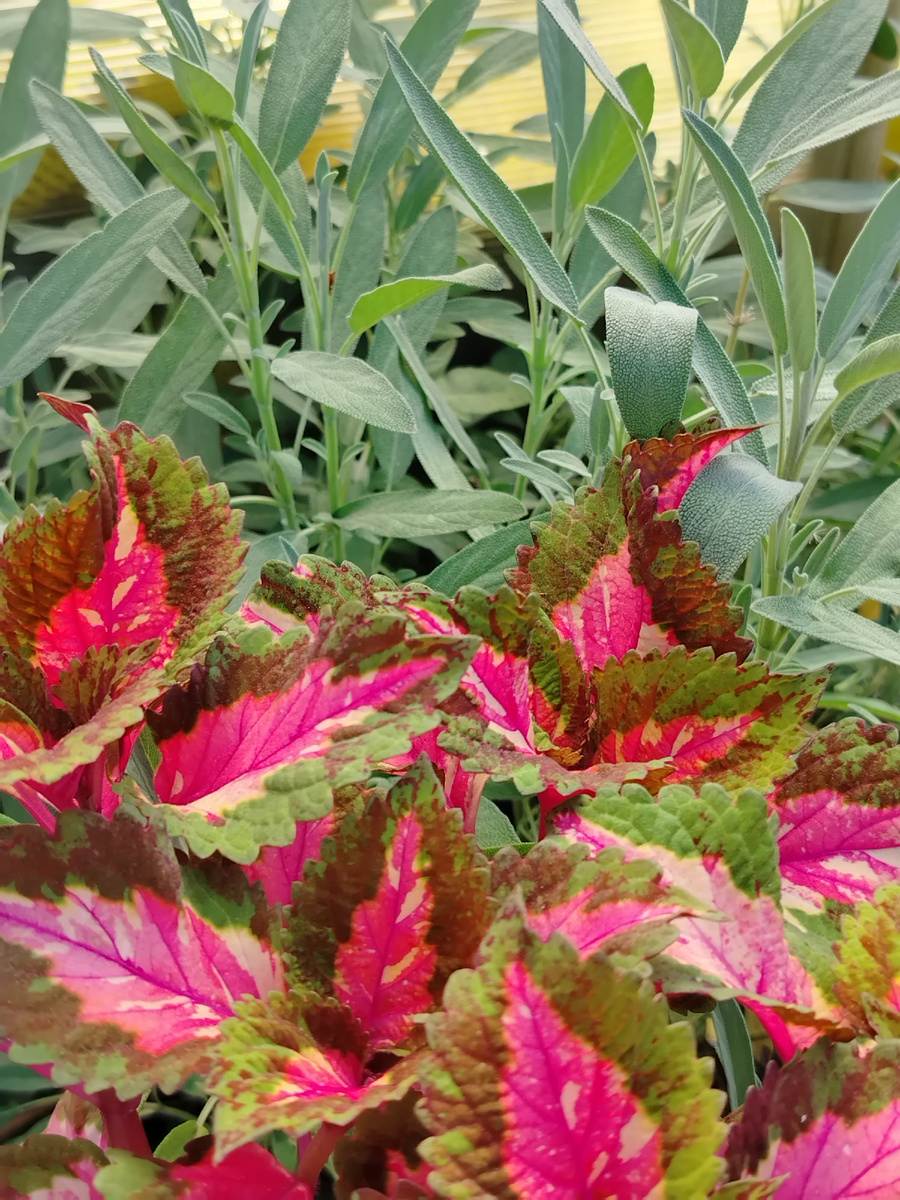 Колеус BY - Ванильная Луиза в утреннем освещении