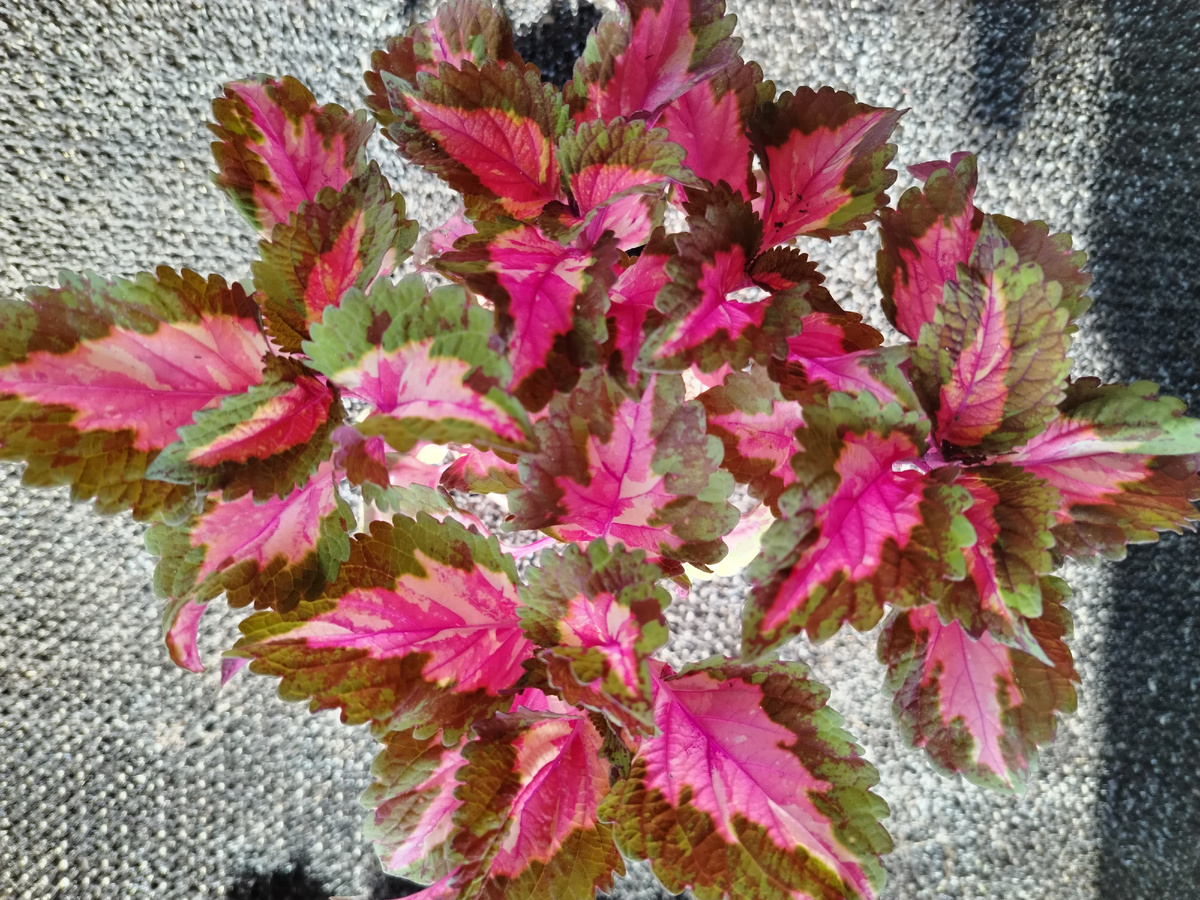 Спокойные и нежные цвета колеуса BY - Ванильная Луиза