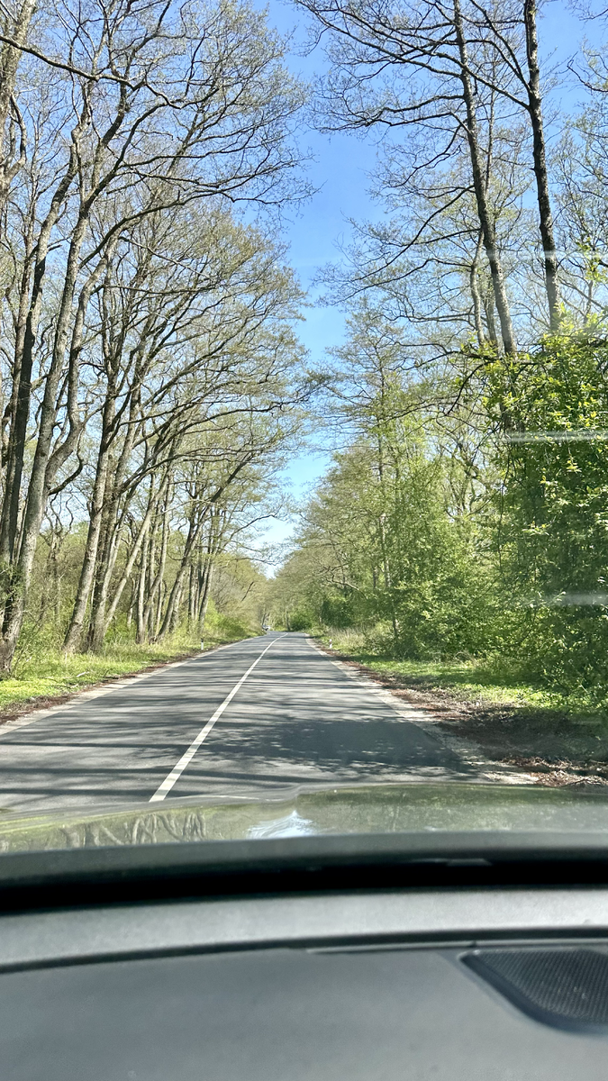 Дорога на Куршской косе