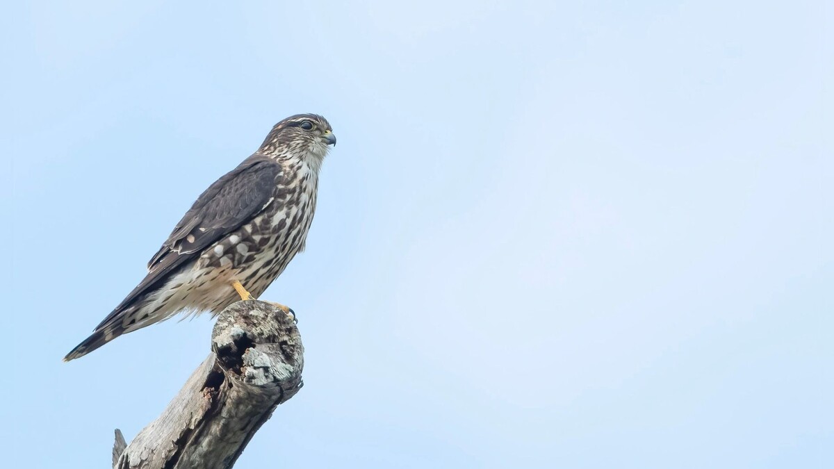    Фото: John P Ruggeri/Shutterstock/Fotodom