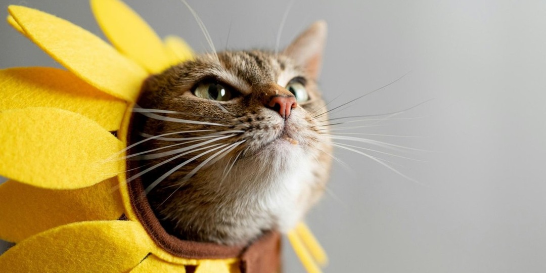 10 вещей, которые кошки могут делать вечно