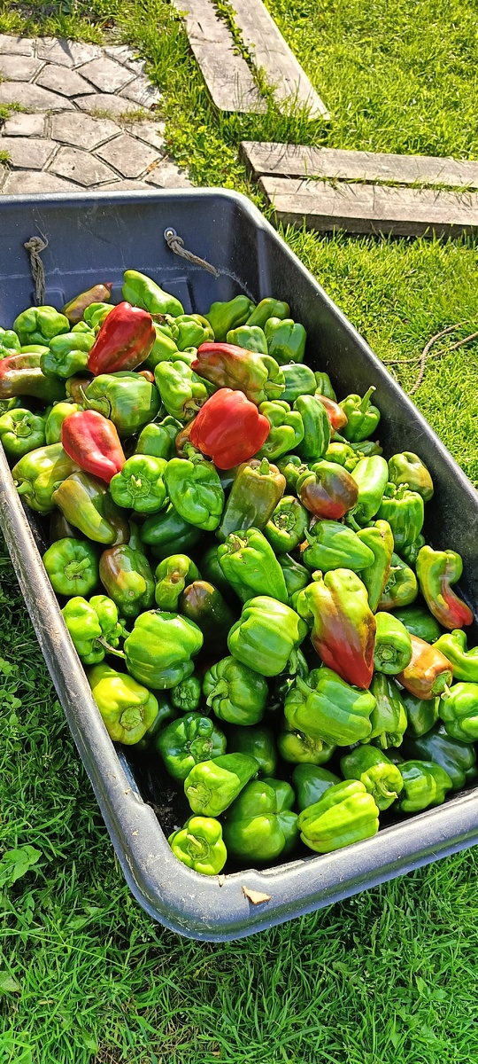 Урожай перцев с нашей одной грядки! В следующем году посажу всего пять кустиков, этого будет вполне достаточно!!! А может быть и пяти будем много.. 