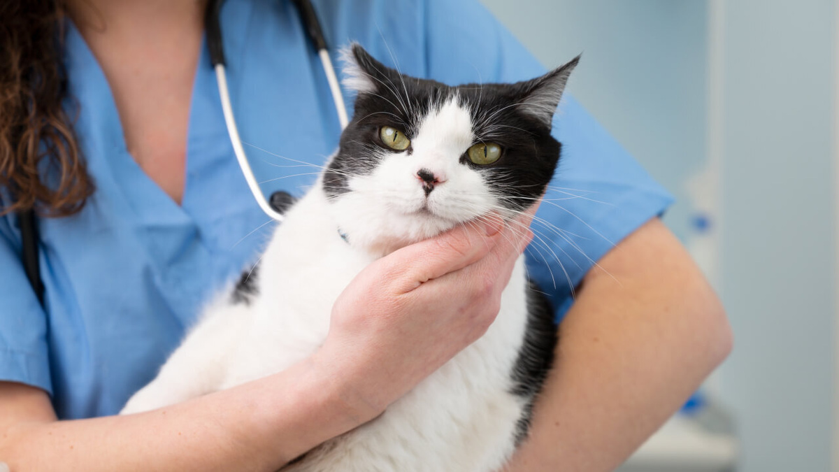     Фото: David Herraez Calzada/Shutterstock/FOTODOM