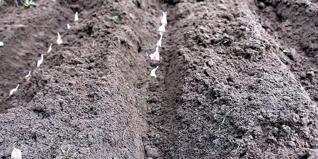 Правила посадки чеснока под зиму: Всё, что нужно знать дачнику