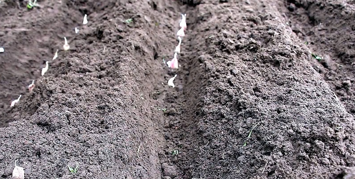 Правила посадки чеснока под зиму: Всё, что нужно знать дачнику