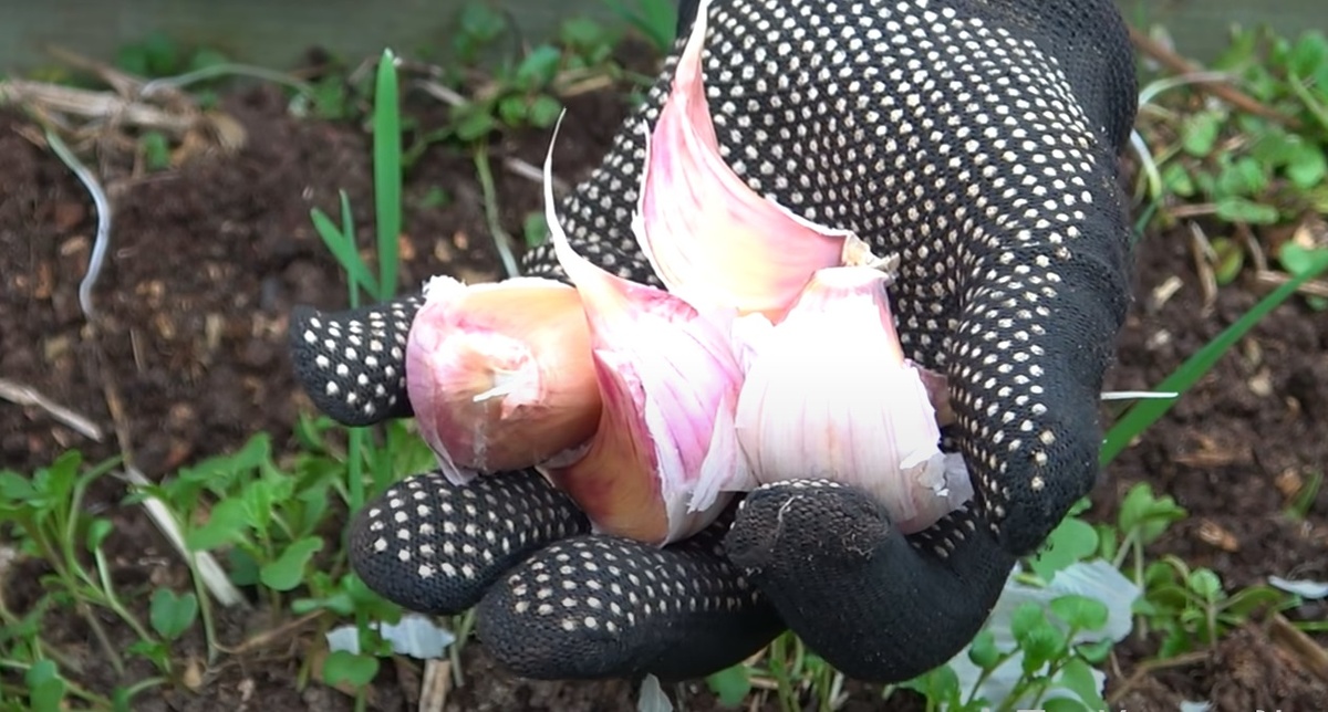 Правила посадки чеснока под зиму: Всё, что нужно знать дачнику