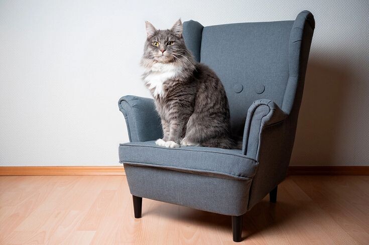 Мейн-кун прекрасно адаптируется к жизни в квартире при правильном обустройстве пространства