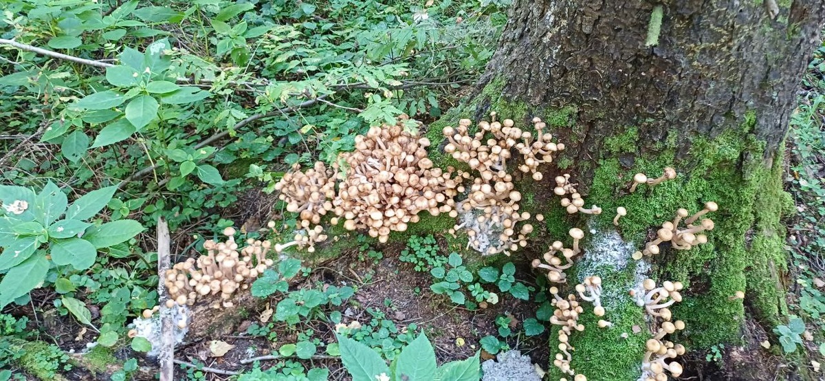 Фото автора.