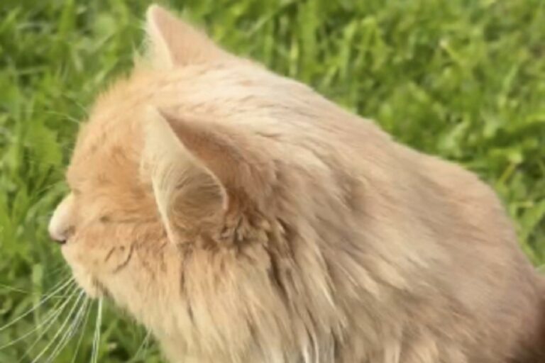 В Тверской области актер театра подстрелил кота