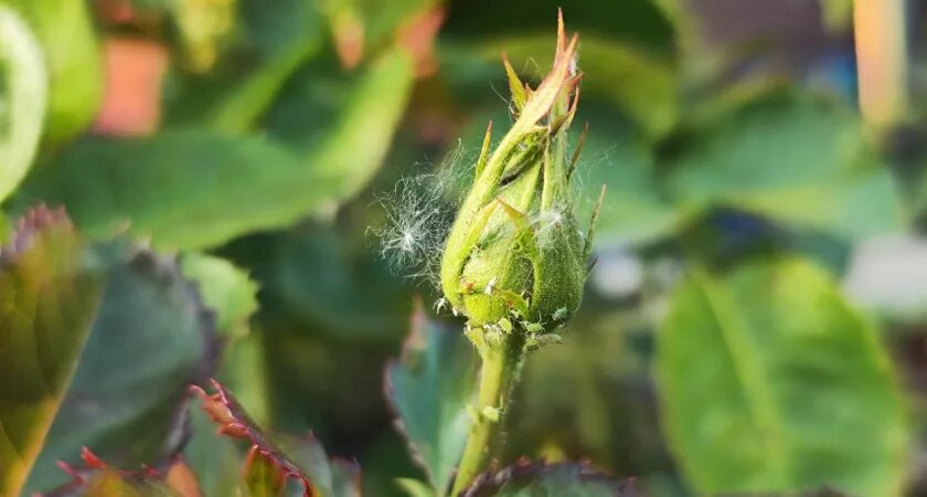    А зачем травить? Китаец поделился простым способом избавления от тли