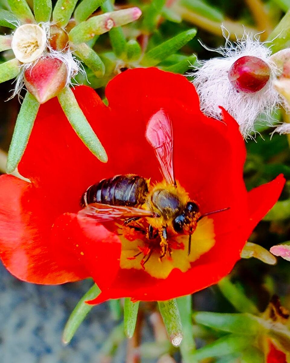 Пчёлы любят Портулак