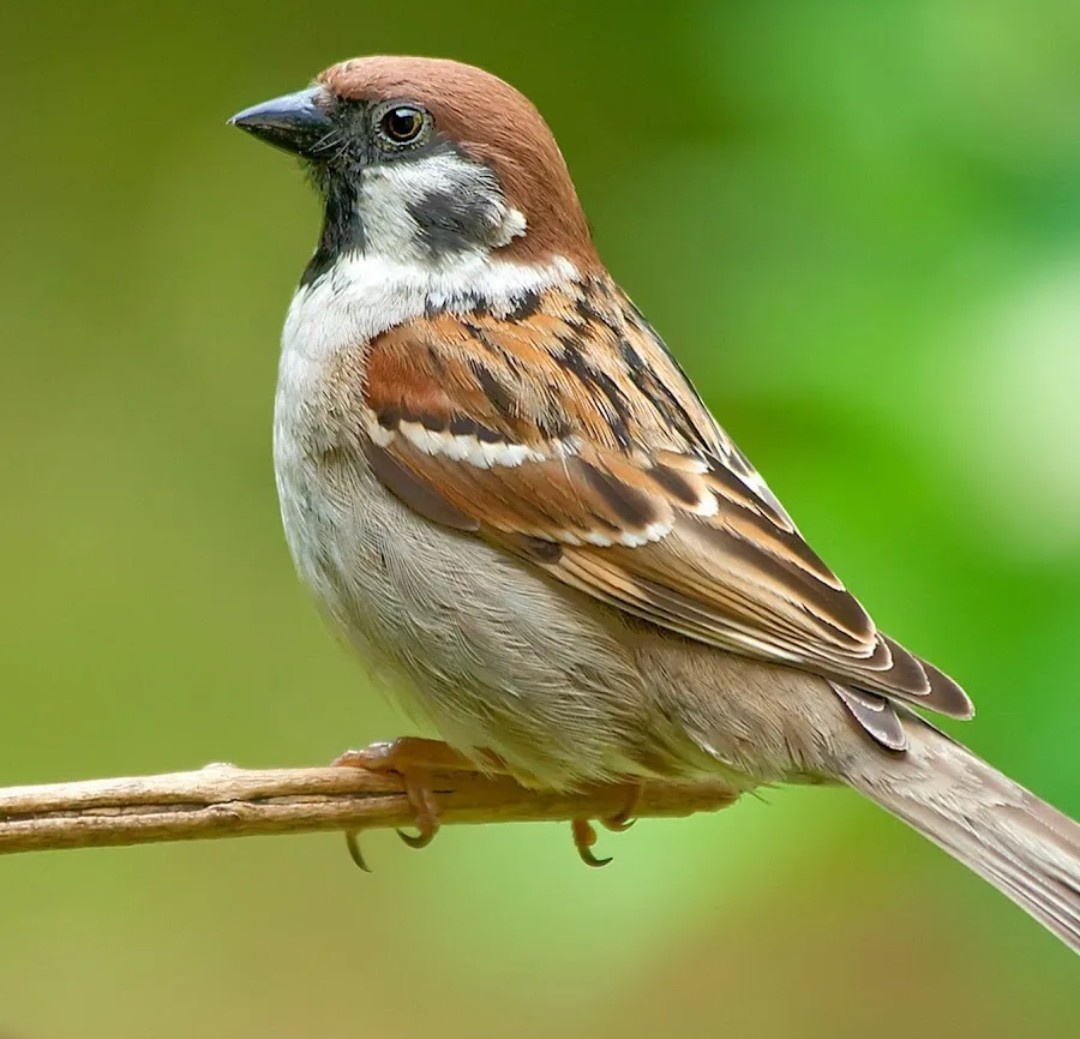 Яндекс. Орёл, почти.