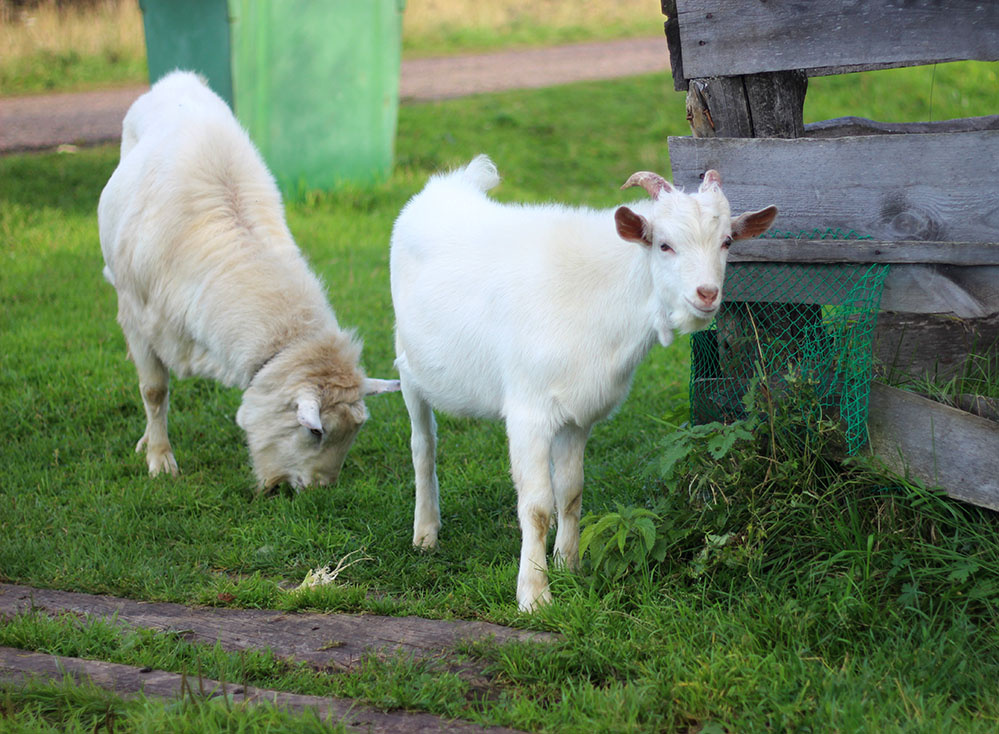 Бяшик с папкой гуляют, пока женская часть стада отдыхает в стойле