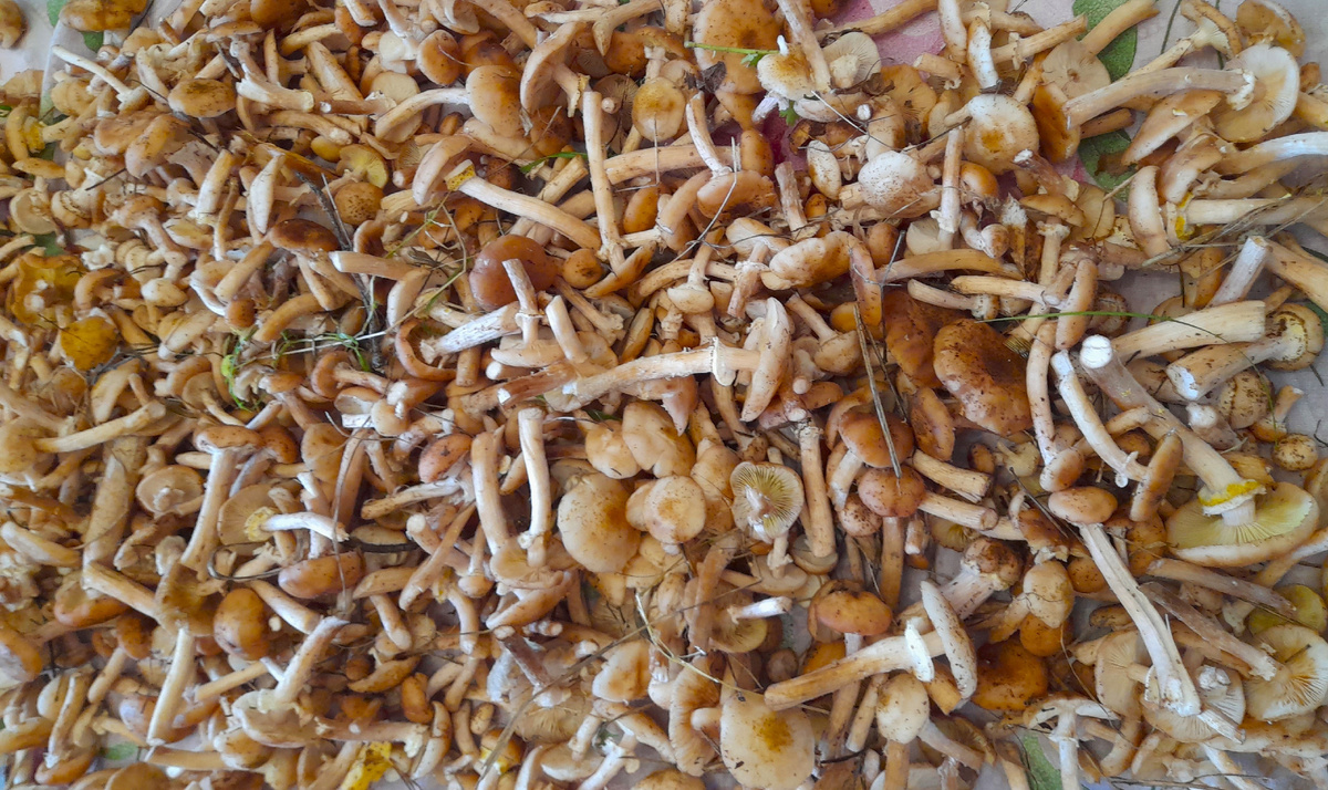 Куча -мала. личное фото автора канала