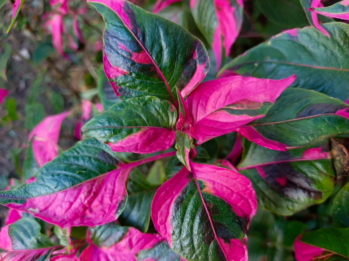 Адлер, Альтернантера, улица им. Кирова, сентябрь 2025 года