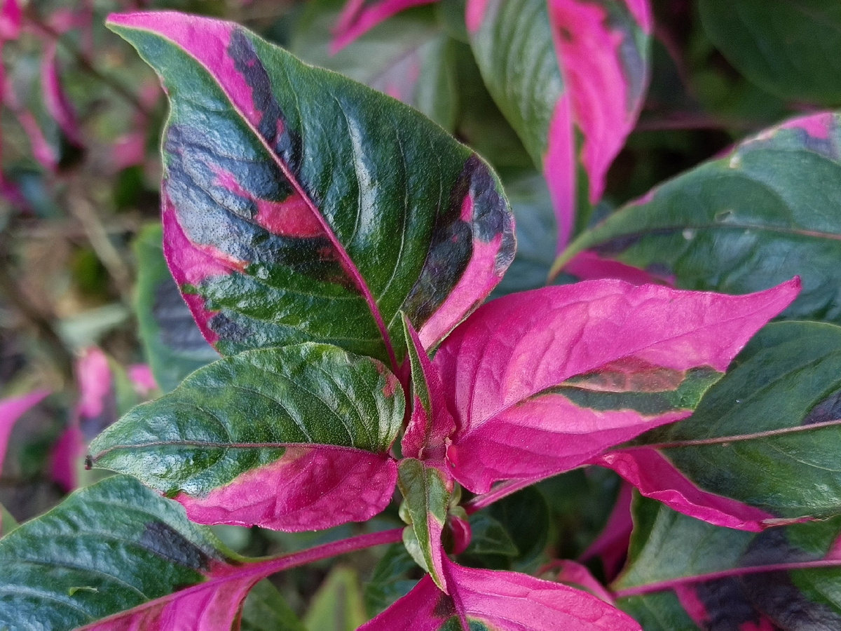 Адлер, Альтернантера, улица им. Кирова, сентябрь 2025 года