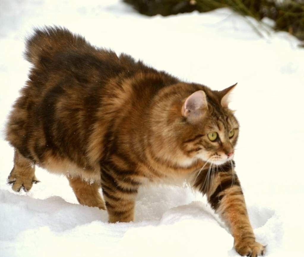 Фото с сайта: https://koshka.top/5352-kurilskij-bobtejl-v-dikoj-prirode.html