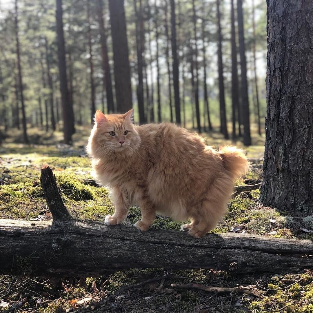 Фото с сайта: https://koshka.top/5352-kurilskij-bobtejl-v-dikoj-prirode.html