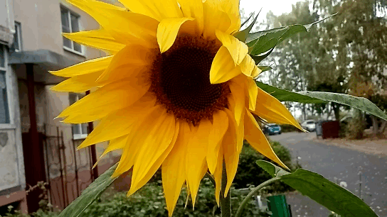 Гифка автора