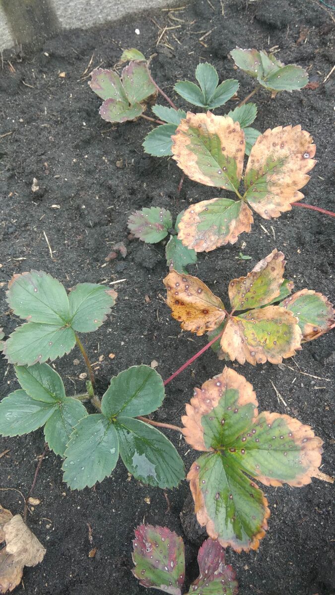  Вид с утра на вылеченную рассаду земляники после вечернего опрыскивания от пятнистости.